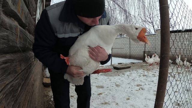 Гнезда для гусей//Вернул гусыню в общее стадо смотреть онлайн