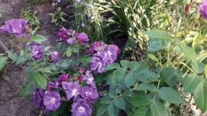 Роза Рапсодия ин Блю (Rhapsody in Blue) в Ставропольском крае. Обзор сорта.