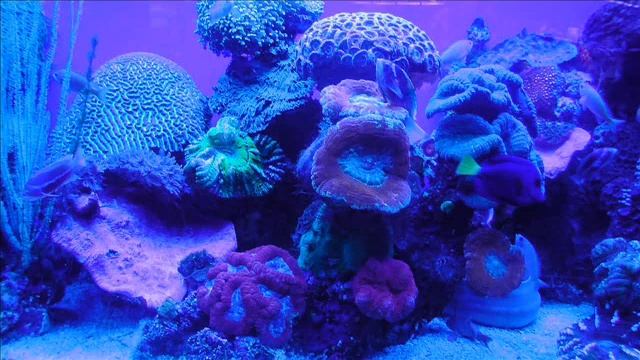 Луна в Рыбах смотреть онлайн