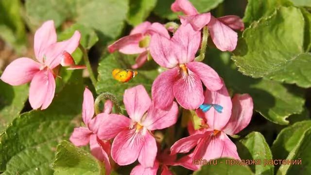 Фиалка душистая Розеа (fialka-viola-dushistaya-rozea) ? обзор: как сажать, саженцы фиалки Розеа смотреть онлайн