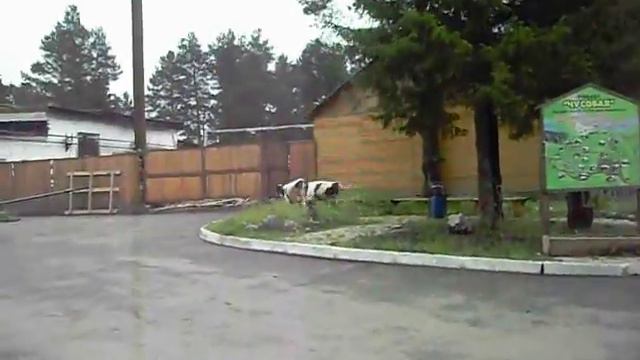 Собака и коровы)) смотреть онлайн