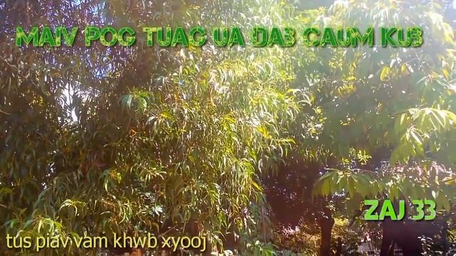 Maiv pog tuag ua dab caum kub 11/6/2018 смотреть онлайн