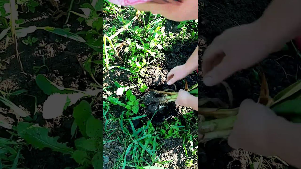 Как С ОДНОЙ головки чеснока получить ПЯТЬ. смотреть онлайн