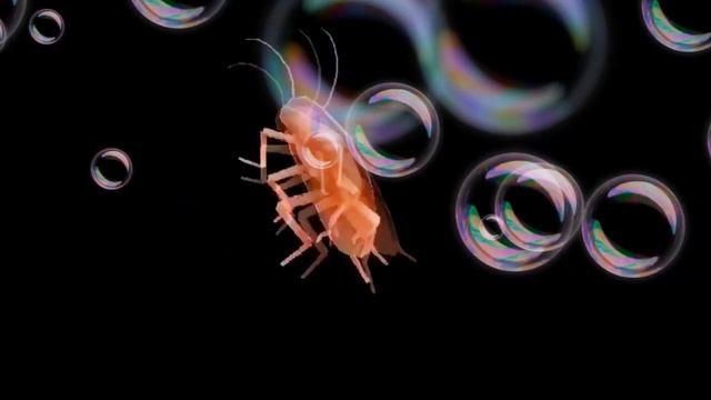 у таракана Сергея вечеринка