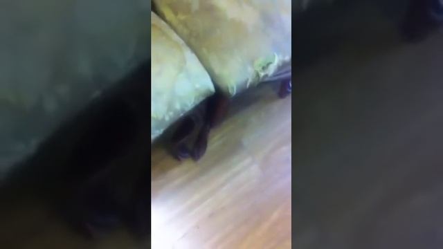 ШАЛАШ В ДОМАШНИХ УСЛОВИЯХ. смотреть онлайн