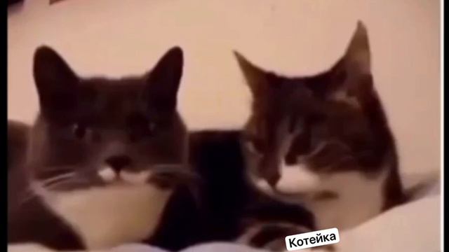 Брат, давай поговорим!) смотреть онлайн