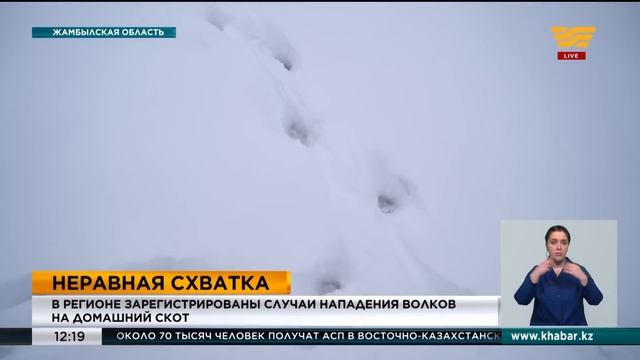 Случаи нападения волков на домашний скот участились в Жамбылской области смотреть онлайн