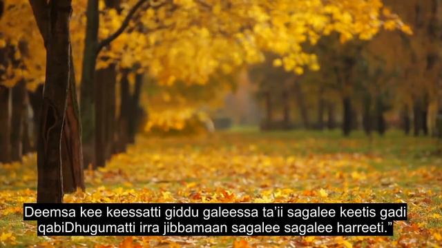 Chapter 31 Luqman, Emotional Quran Recitation, 90+ Language Subtitles | Oromo смотреть онлайн