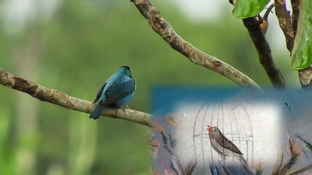 КАК НАРИСОВАТЬ ПТИЦУ- ЖАК ПРЕВЕР смотреть онлайн