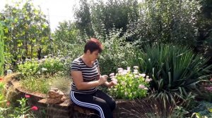 Очиток видный Самые неприхотливые многолетники для сада