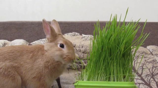 Карликовый кролик кушает травку смотреть онлайн