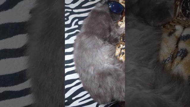 Вы еще работаете, А я в отпуске!! #рек #funny #кот #отпуск #работа смотреть онлайн