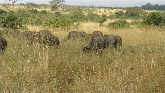 Nairobi National Park смотреть онлайн