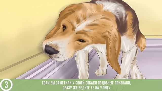 КАК ПРИУЧИТЬ СОБАКУ К ВЫГУЛУ? смотреть онлайн
