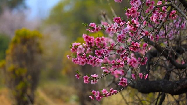 Meditation || Flower Of Life Meditation || Clam || Music #mind_investor