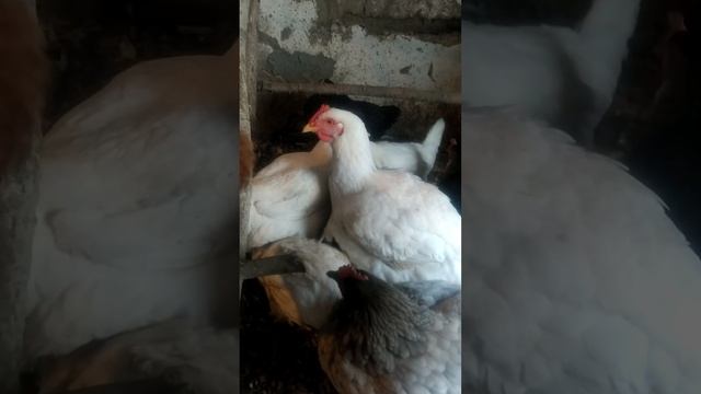 куры бройлеры. несут яйца или нет? смотреть онлайн