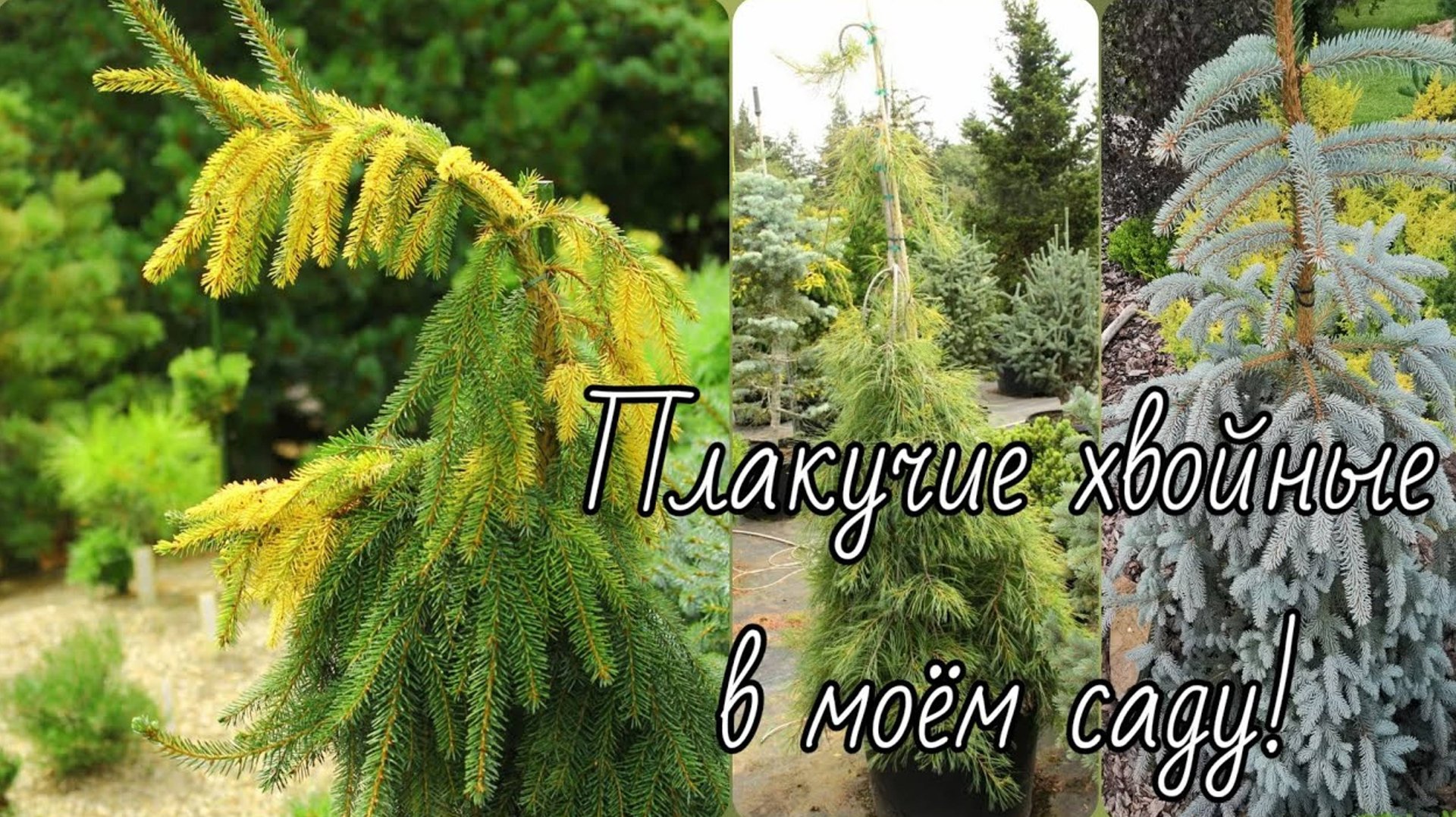 Плакучие хвойные в моём саду!🌲Обзор!🔥 19-20 июля 2024г смотреть онлайн