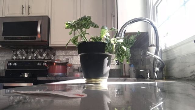 Watch my Fittonia albivenis wake up | Revitalizing смотреть онлайн
