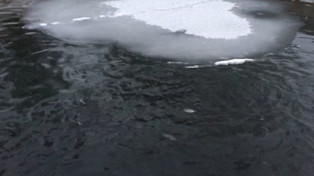 Как ведёт себя Форель в пруду. Зимовка. Как кормить форель зимой смотреть онлайн