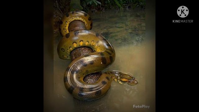 Anaconda vs Python|कोन जीत गा | смотреть онлайн
