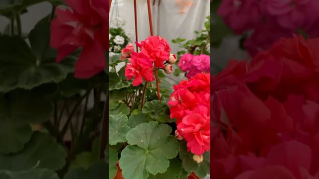 ЮВ - Кардинал 🌺 #сортовыепеларгонии #пеларгонии #пеларгония #flower смотреть онлайн