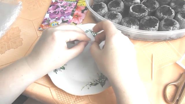 Петуния, посадка семян