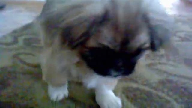 my Pekingese Macho:D смотреть онлайн