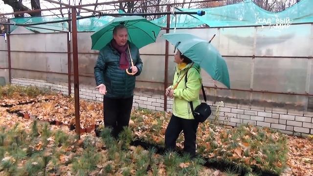 Хвойные растения для вашего сада Кедровый стланик смотреть онлайн