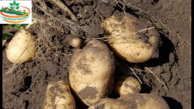 आलु खेती गर्ने तरिका || Potato cultivation in Nepal || Aalu kheti garne tarika | Aalu kheti Prabidh смотреть онлайн