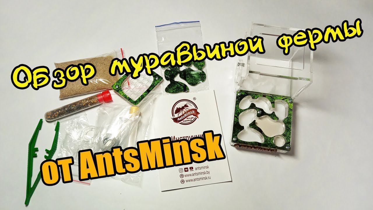 Муравьиная ферма от AntsMinsk | Приз за победу в розыгрыше. смотреть онлайн