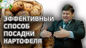 КАРТОФЕЛЯ БУДЕТ В 2 РАЗА БОЛЬШЕ ЕСЛИ ПОСАДИТЕ ТАКИМ СПОСОБОМ. Как посадить картофель.