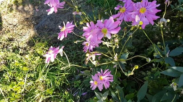 Как спланировать цветник непрерывного цветения в тени? Эффектное лиловое цветение весь сезон смотреть онлайн