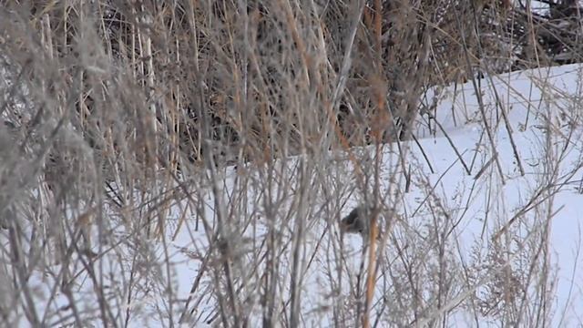 Длиннохвостые снегири смотреть онлайн