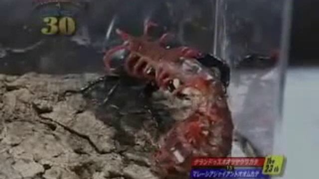 Жук олень против многоножки-Beetle deer against millipedes смотреть онлайн