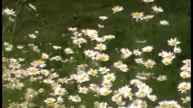 Ромашка аптечная