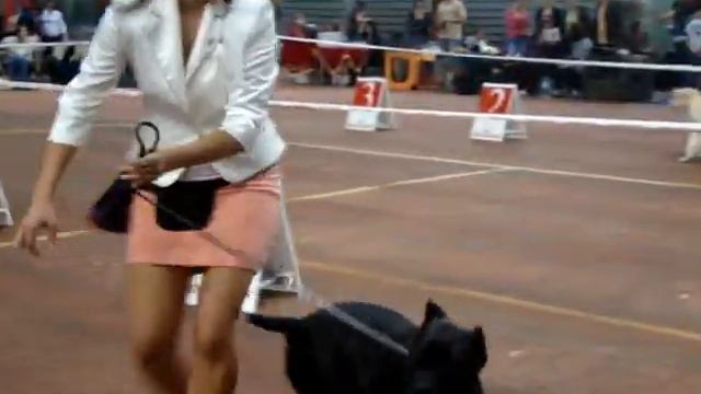 Одесса САС!В 21.09.2012 Кане Корсо Щенки смотреть онлайн