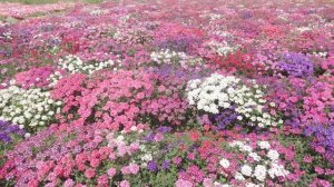 Какие цветы нужно сеять на рассаду в январе.  Вербена гибридная