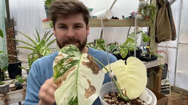 Soil Experiment & Some Plant Chores! (Mint Monstera & Burle Marx Flame Repot)