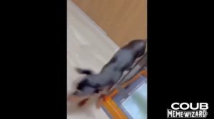 НОВАЯ ПОДБОРКА ПРИКОЛОВ С ЖИВОТНЫМИ. КОРОТКИЕ ВИДЕОНАРЕЗКИ #Shorts (#18)