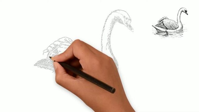 How to Draw a Swan смотреть онлайн