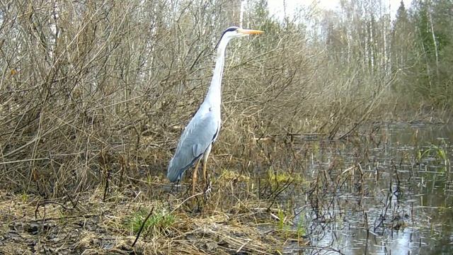Серая цапля попала в кадр фотоловушки смотреть онлайн