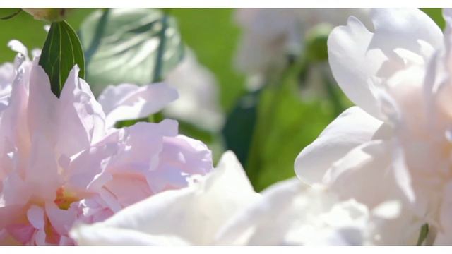 Music for relaxiton / Музыка для расслабления / Beautiful flowers / Красивые цветы смотреть онлайн