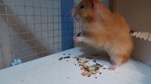 The Benefits Of Yeast Supplement For Hamsters смотреть онлайн