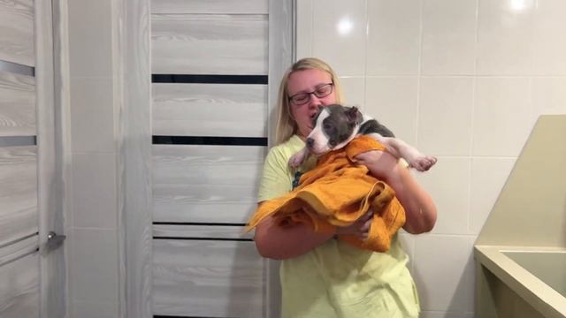 Самые крупные щенки булли покидают питомник! смотреть онлайн