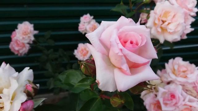 Роза "Compassion" смотреть онлайн