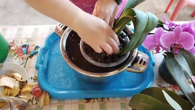 Орхидея любит банановые шкурки.