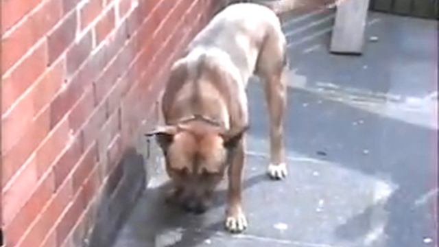 Japanese Akita X Ridgeback + American Pitbull смотреть онлайн