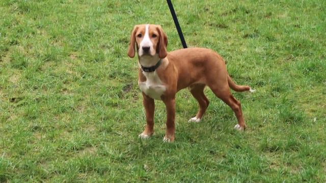 Weekly Vlog - Trying Hello Fresh For The First Time, Cinnabon & Disney Haul | Our Disney Journal смотреть онлайн