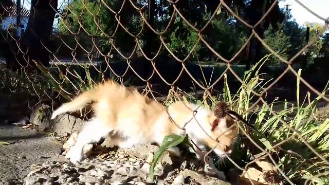 ПОДЗАБОРНЫЙ КОТЁНОК ? ТЕПЕРЬ Я ЭТО ВИДЕЛ! ?... смотреть онлайн