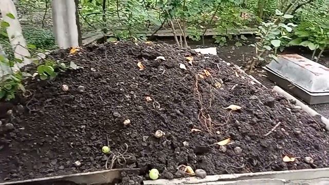 Новая ГРЯДКА ДЛЯ КЛУБНИКИ из компостной земли смотреть онлайн